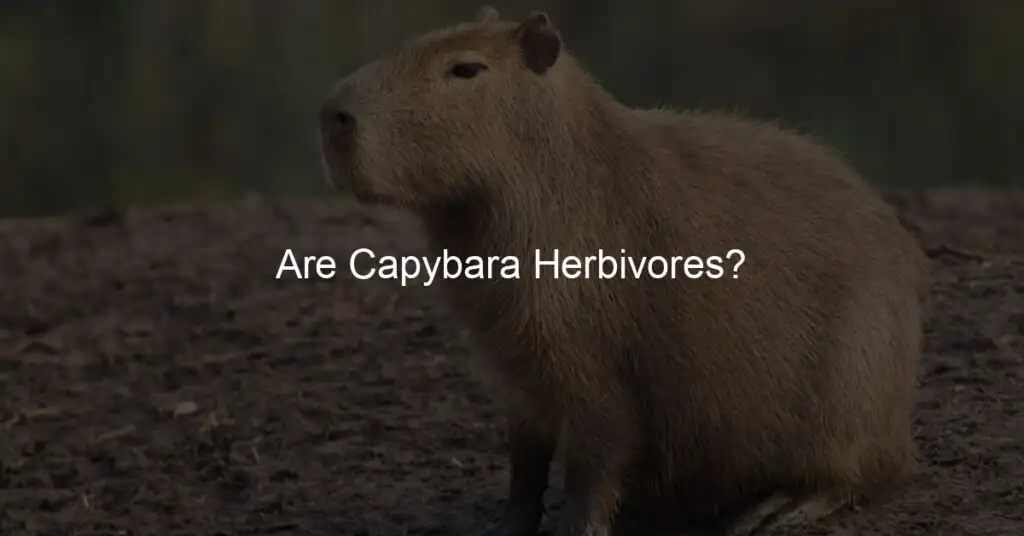 1. Are capybaras strictly herbivores?