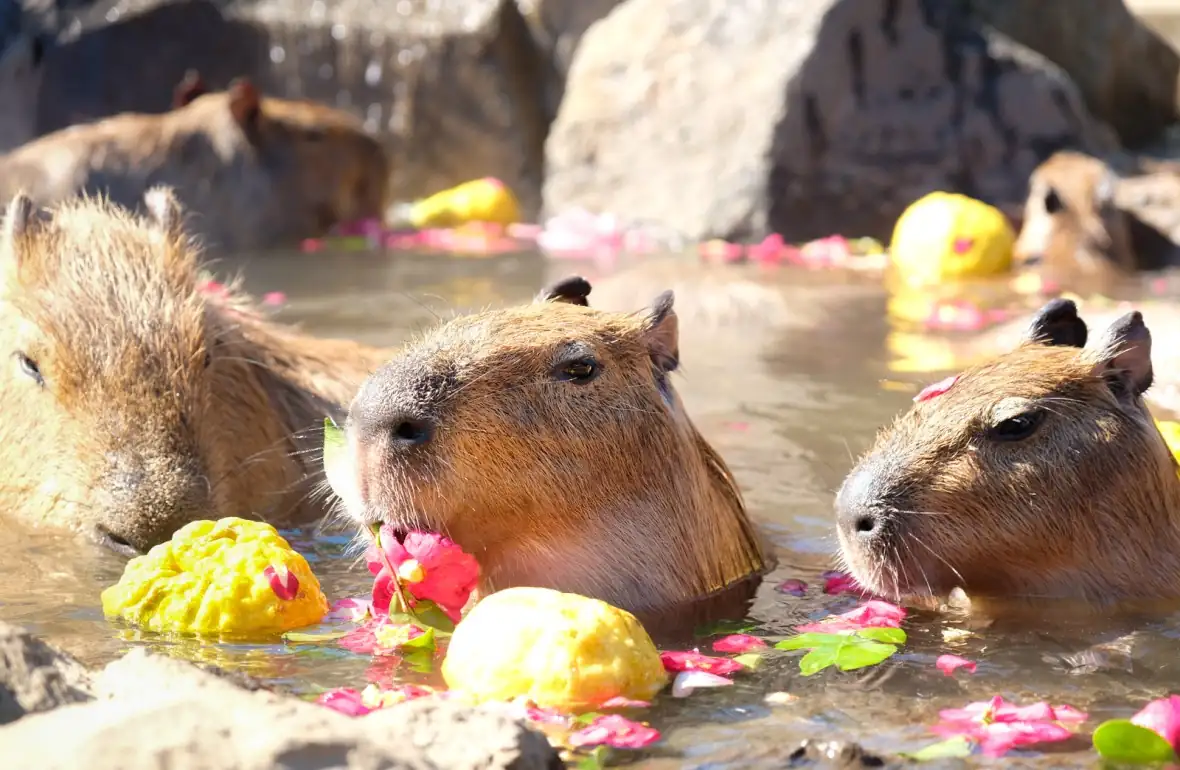 1. Can I touch or hold a capybara during these experiences?