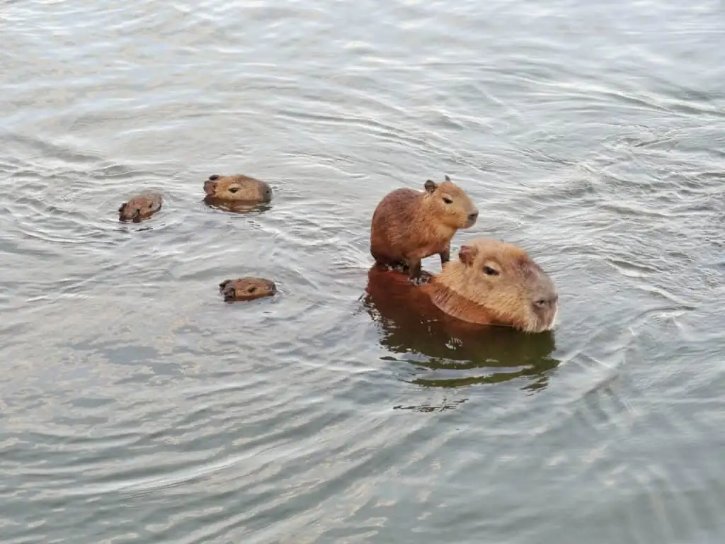 1. Can capybaras drown?