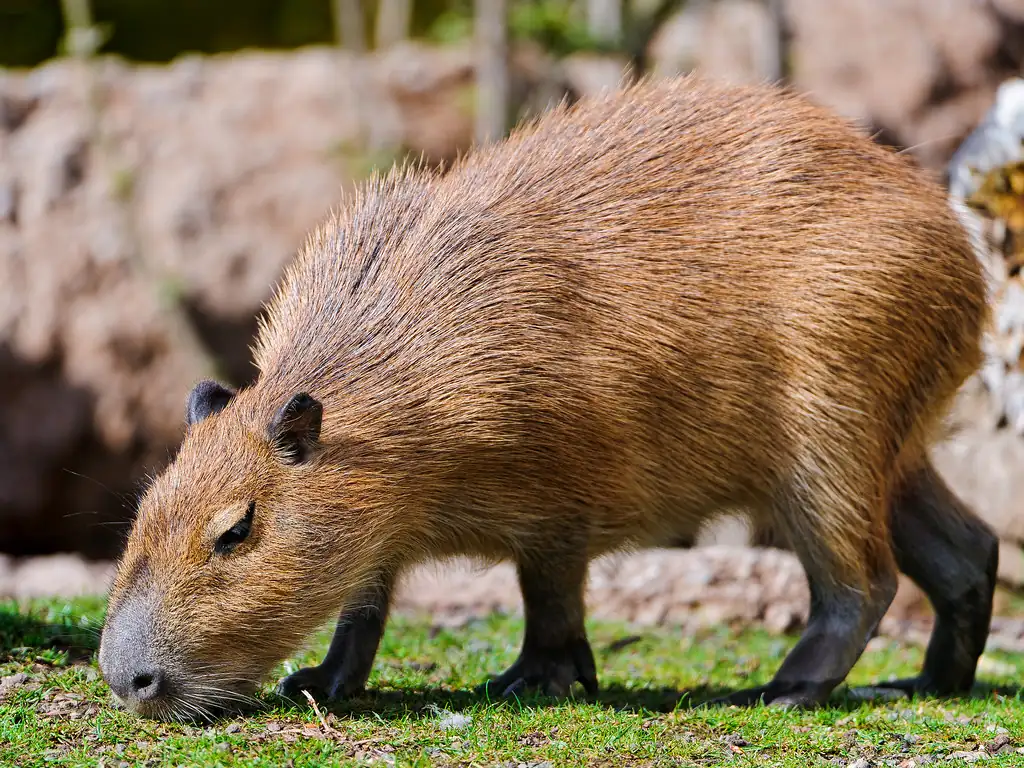 1. Grasses: Their Go-To Staple