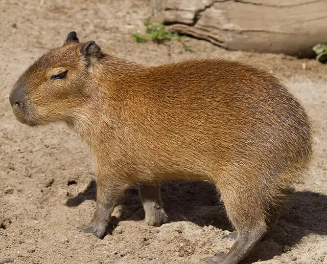 1. San Diego Zoo, California