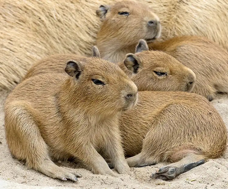 2. Are capybara encounters suitable for children?