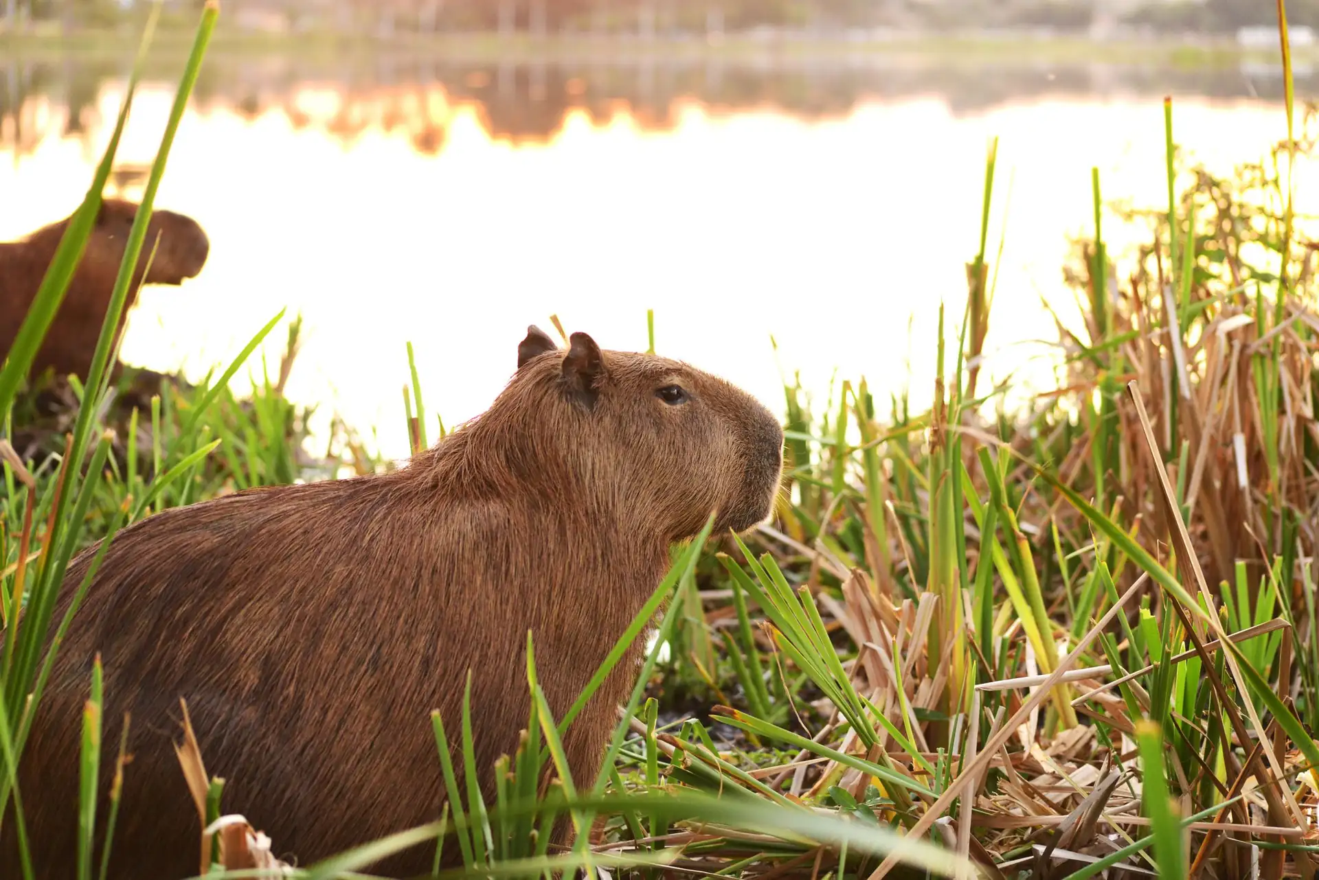 2. Can I keep a capybara as a pet?