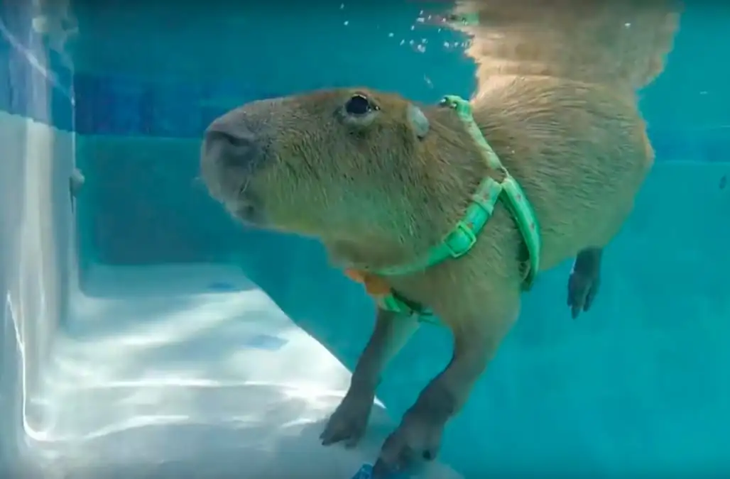 2. How deep can capybaras dive?