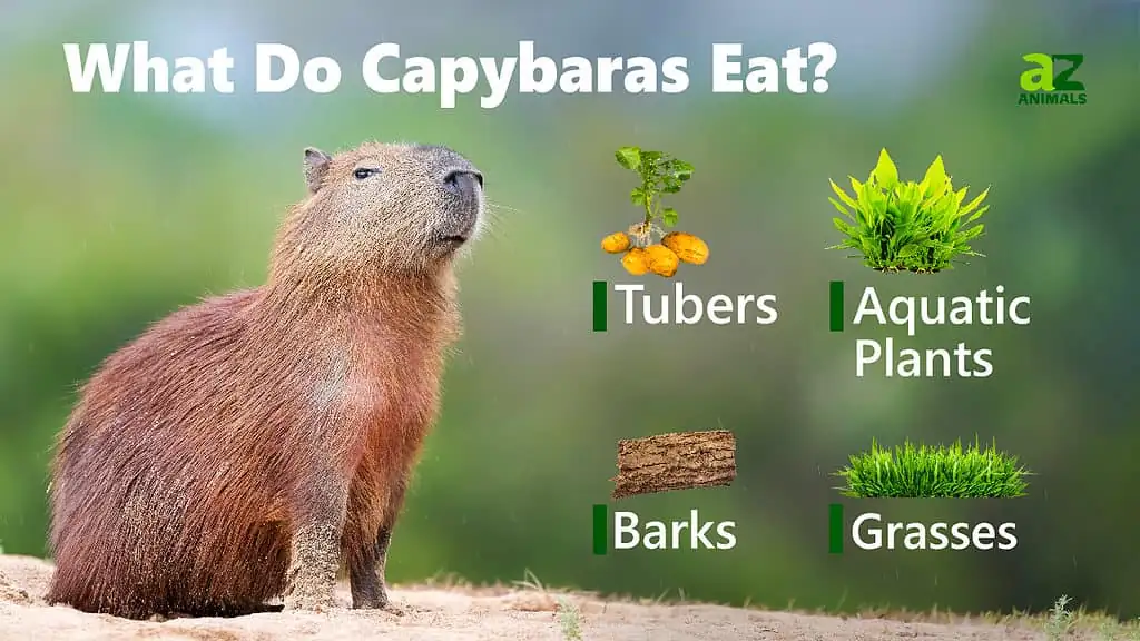 2. What’s a capybara’s favorite food?