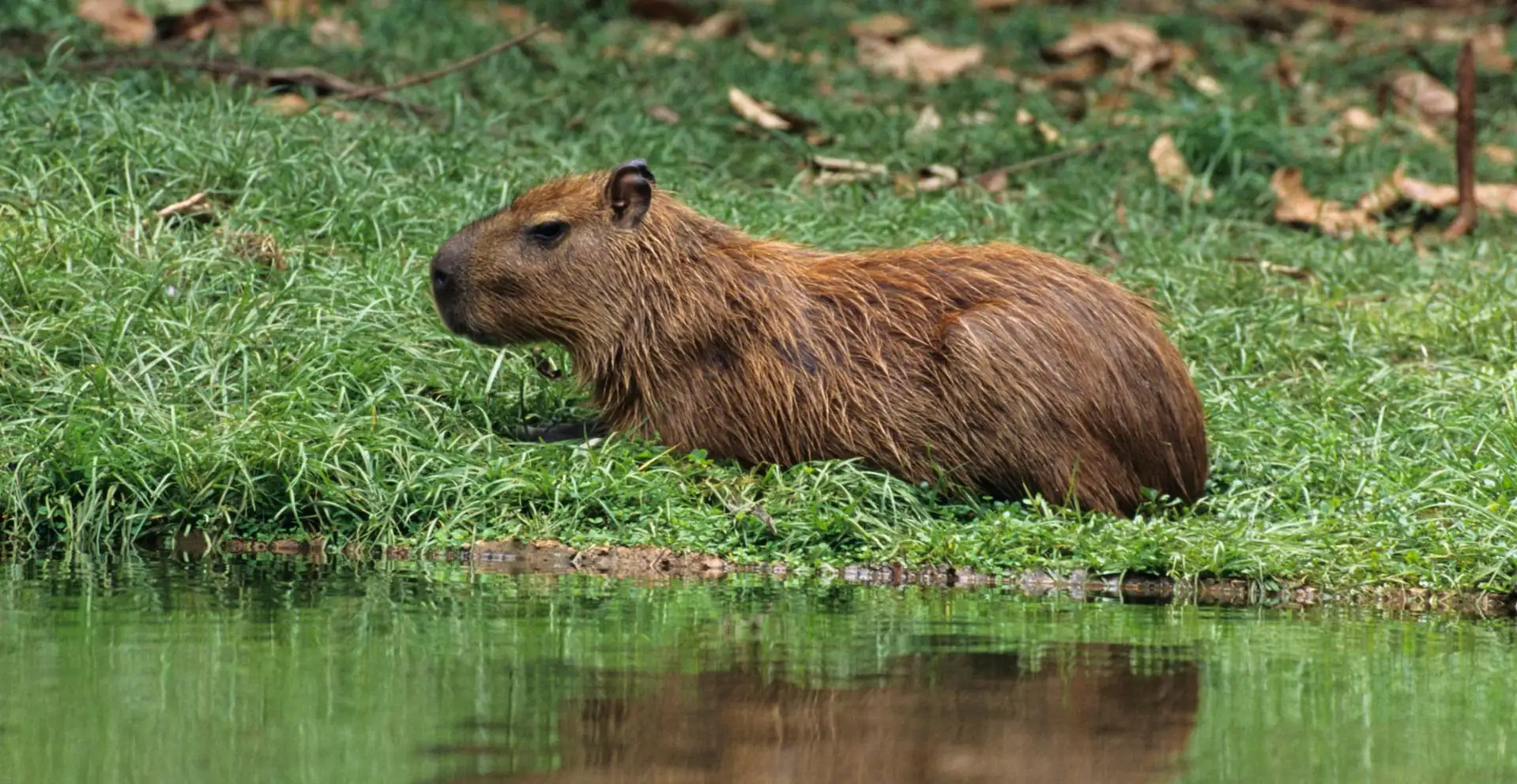 3. Are capybaras endangered?