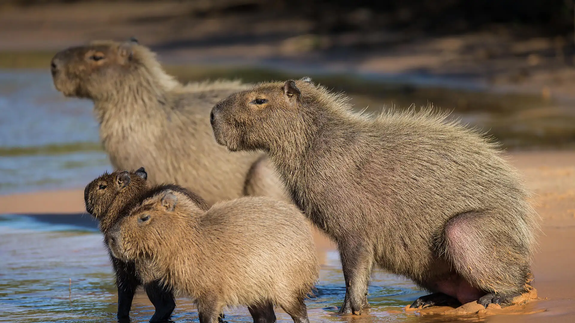 3. Can capybaras survive in dry environments?