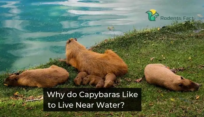 3. Do capybaras need water to survive?