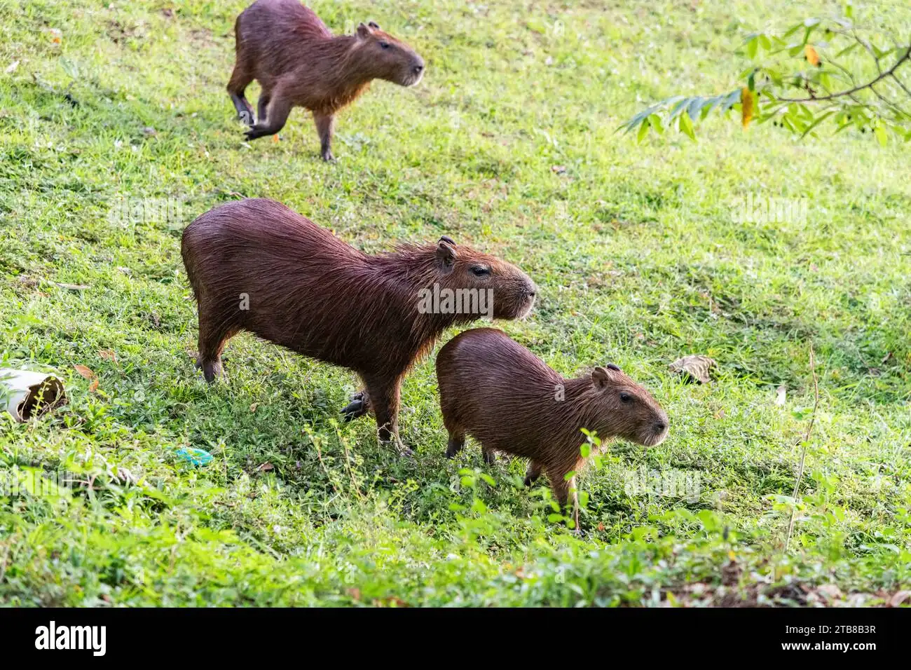 3. Graze, Graze, Graze