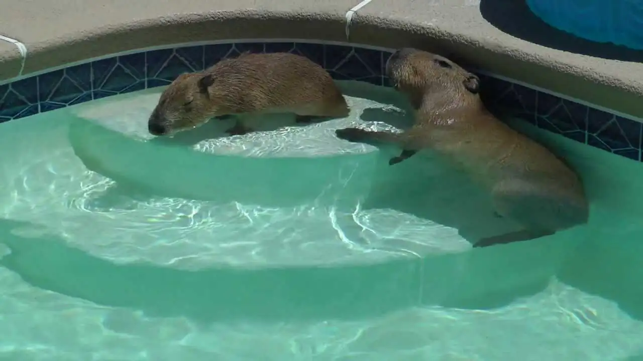 4. Can capybaras swim in chlorinated pools?