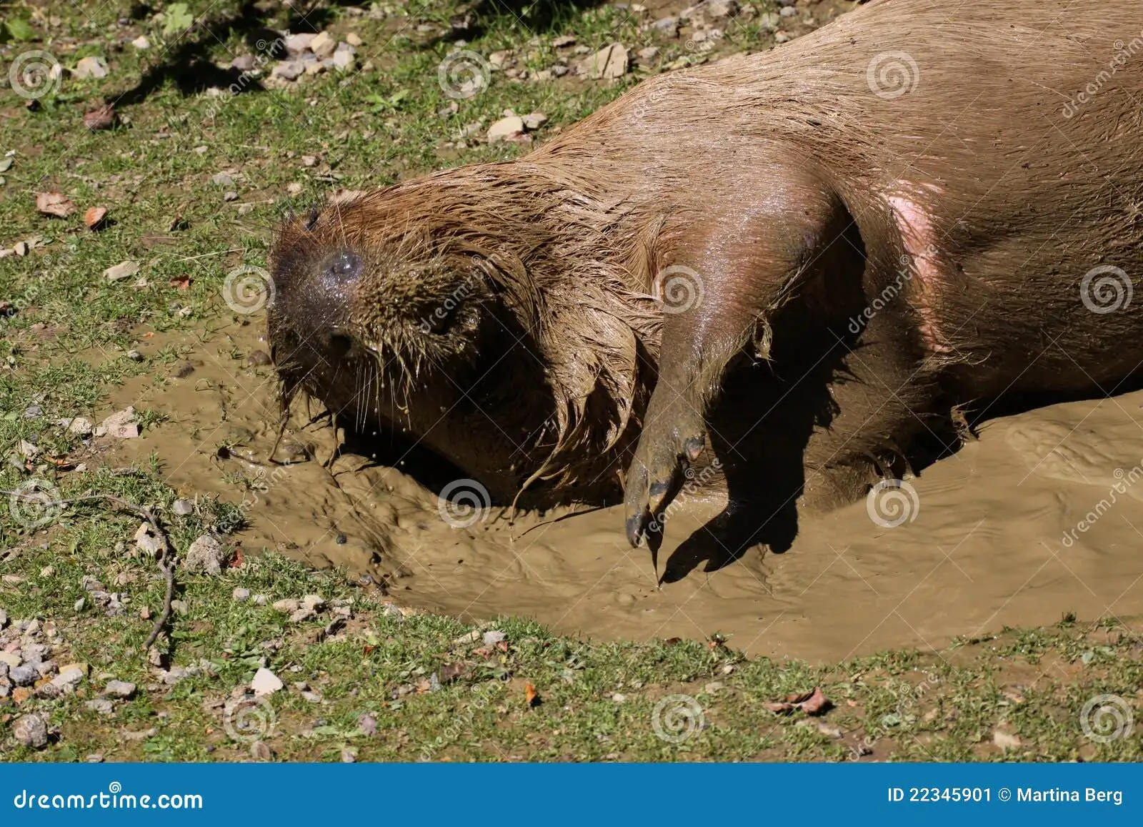 4. Wallow in Mud