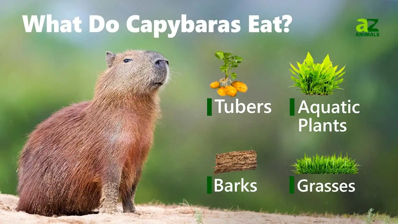 4. What do capybaras eat?