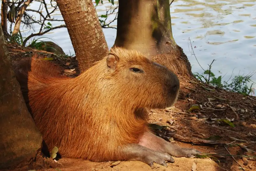 4. What should I wear for a capybara encounter?