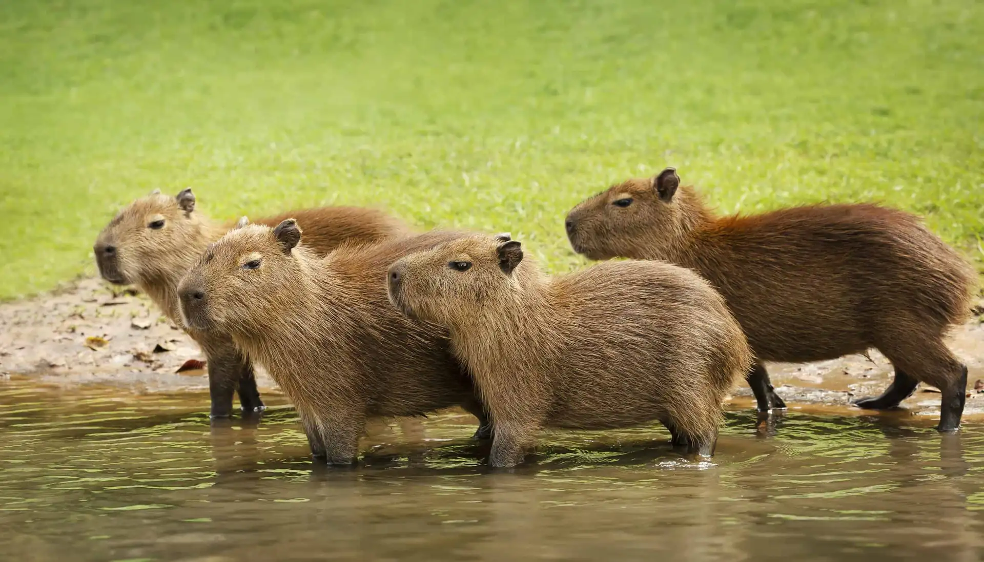 4. Why do capybaras need water near their food?