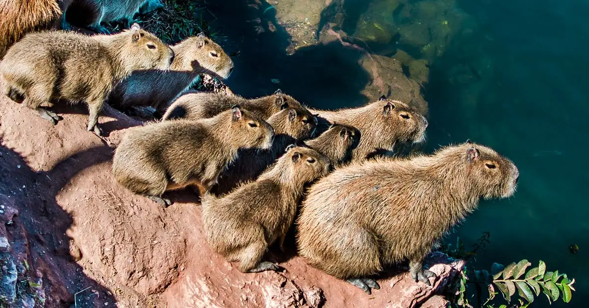 5. Can I visit capybaras year-round?