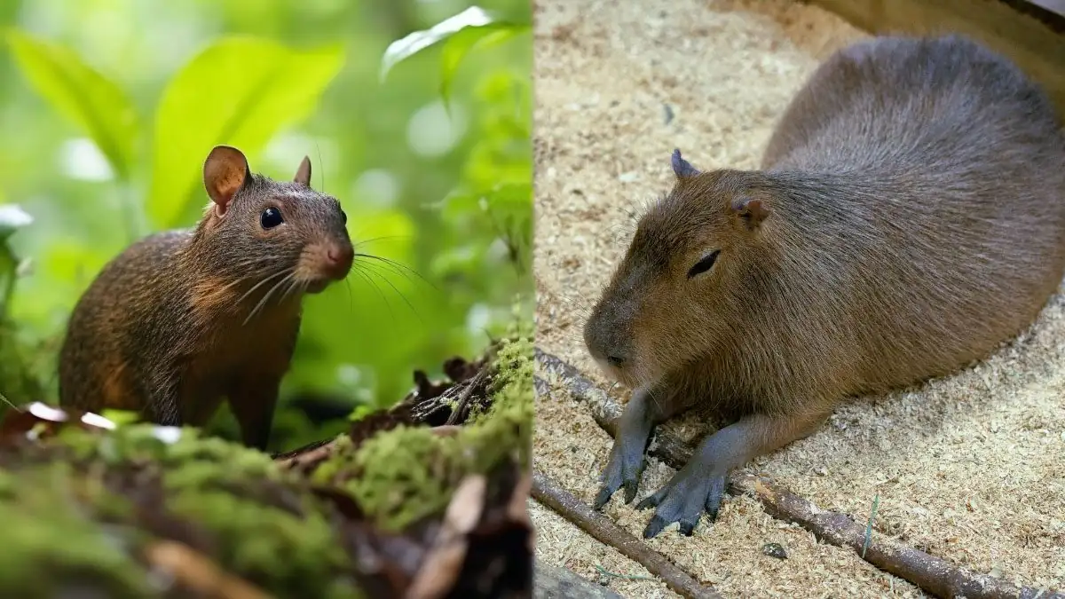 Agouti: Holding Steady