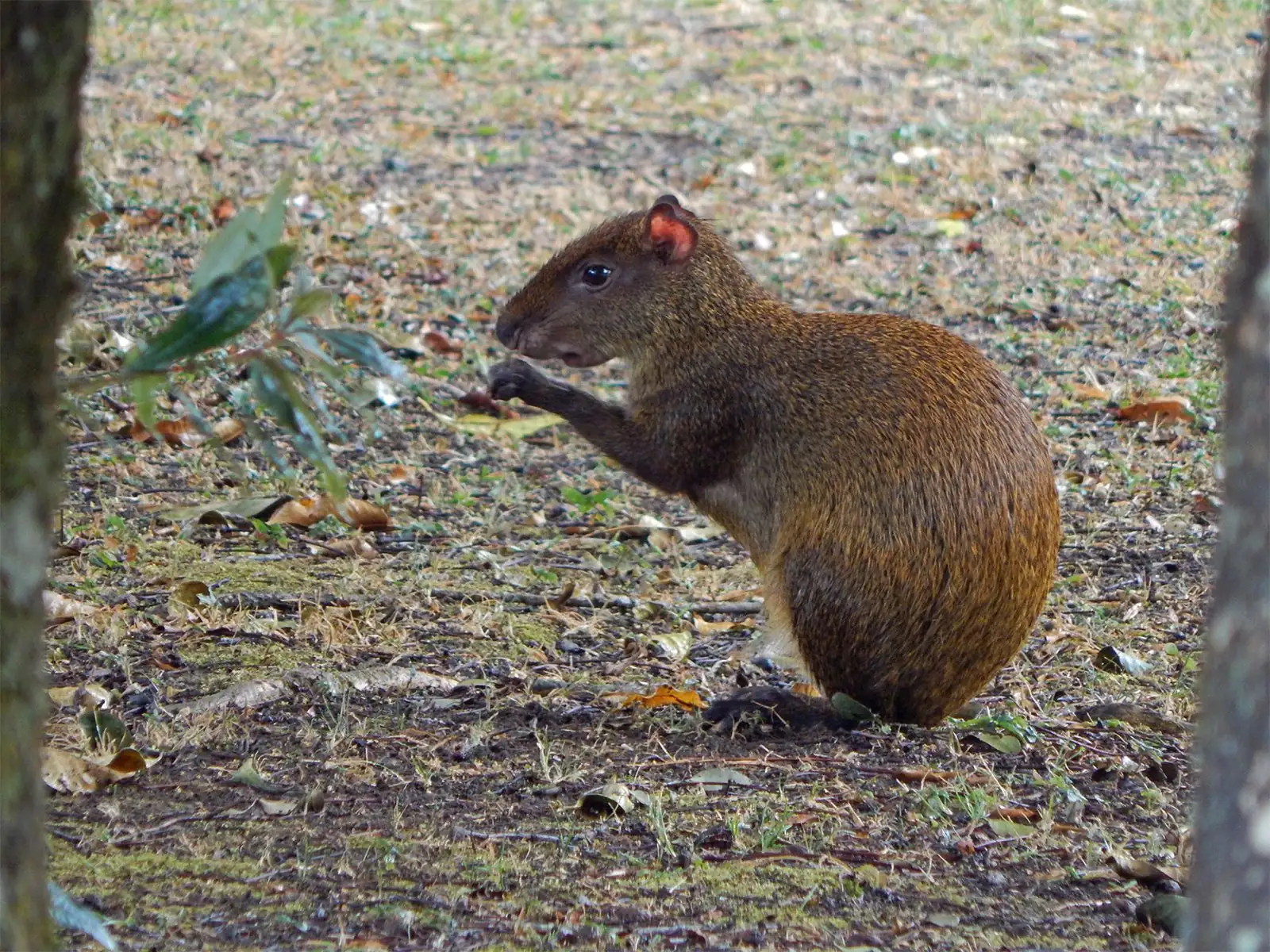 Agouti: The Introverted Rodent