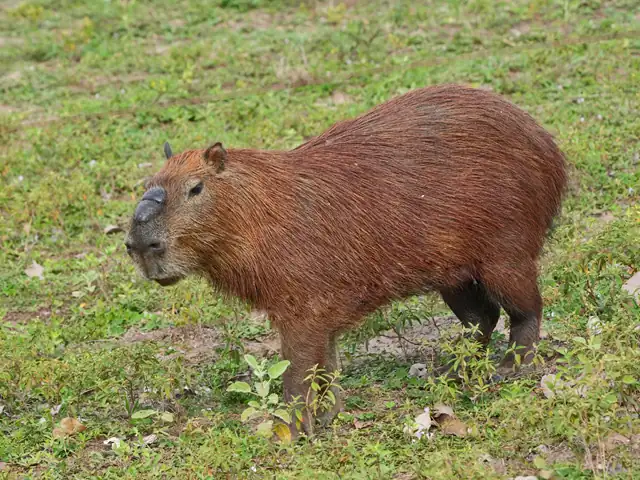 Agouti’s Forest-Ready Features