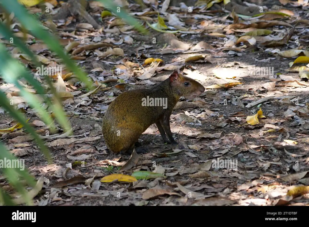 Agouti’s Forest Paradise