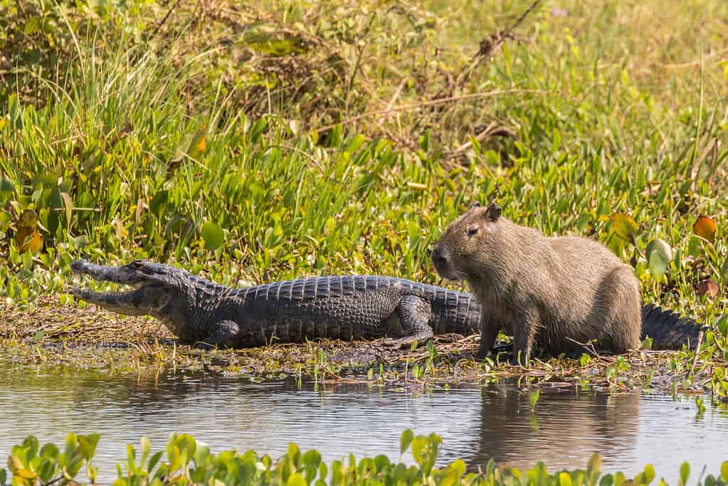 Alligators Eat Capybaras