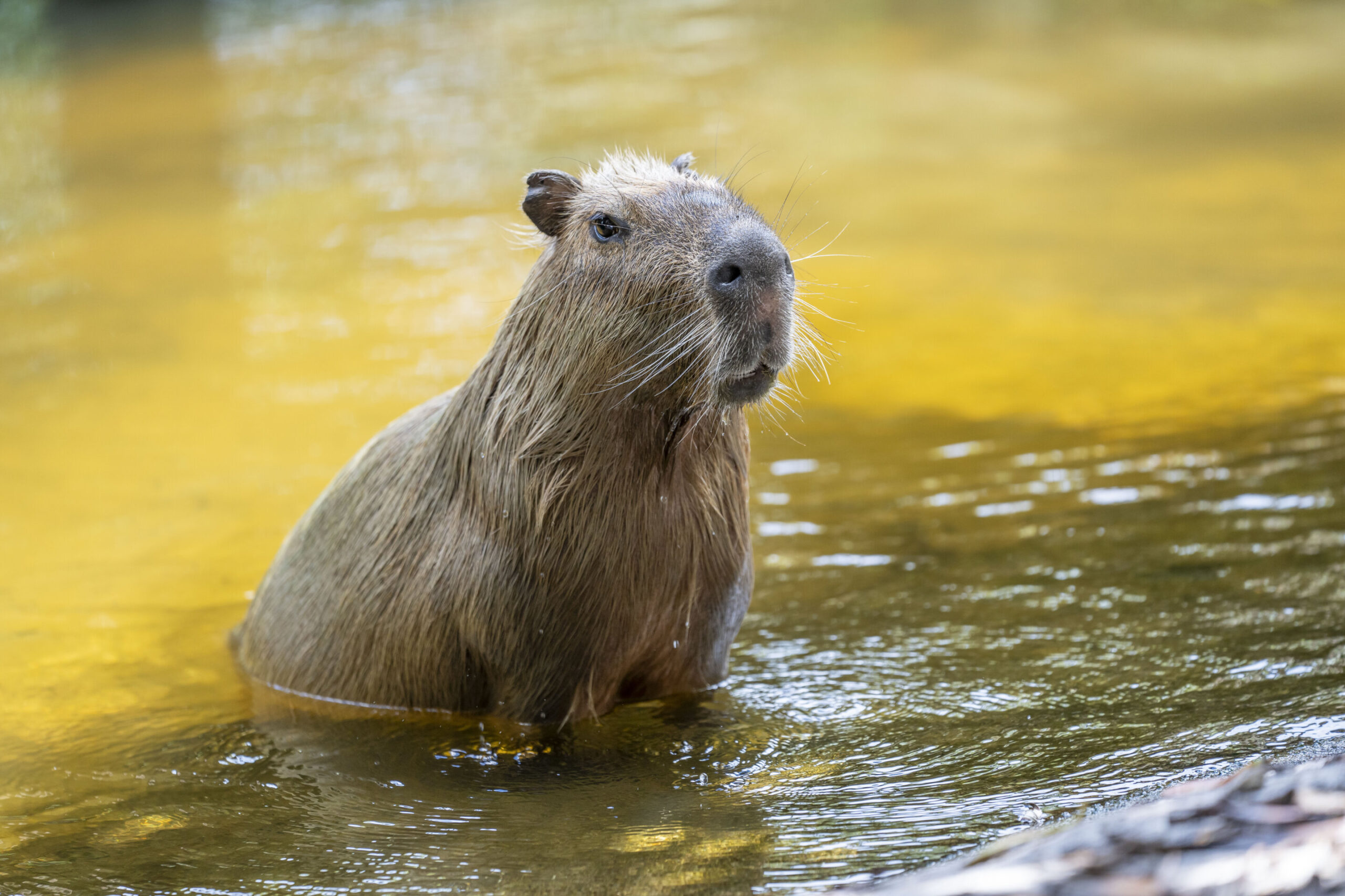 Ancient Capybaras