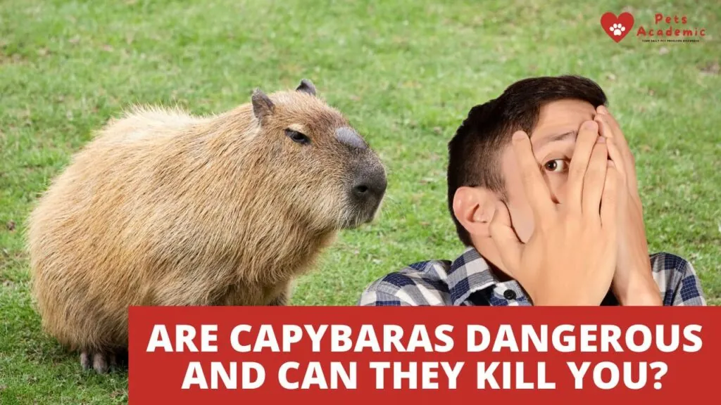 Are Capybaras Dangerous?