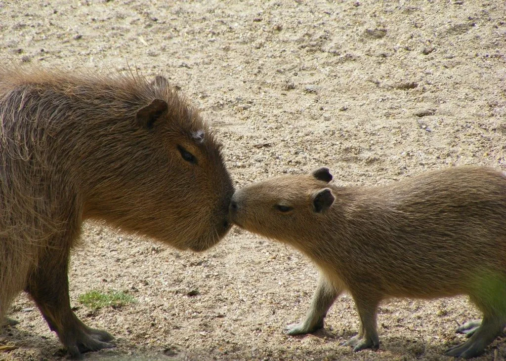 Are Capybaras Family-Oriented?