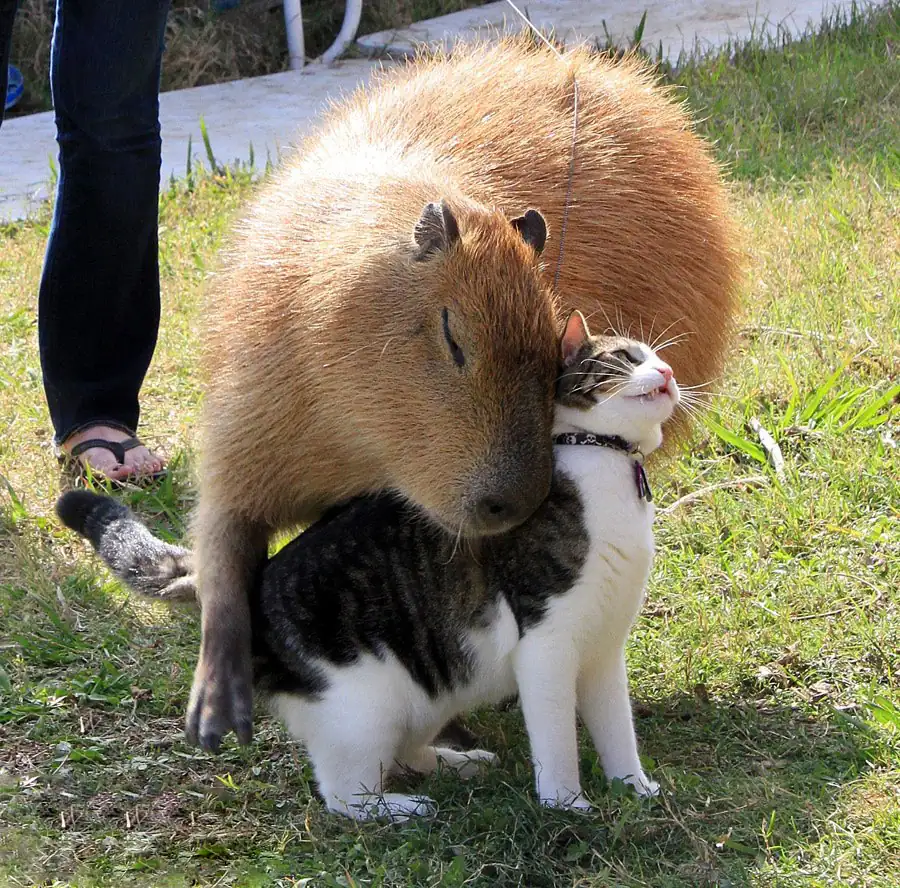 Are Capybaras Friendly?