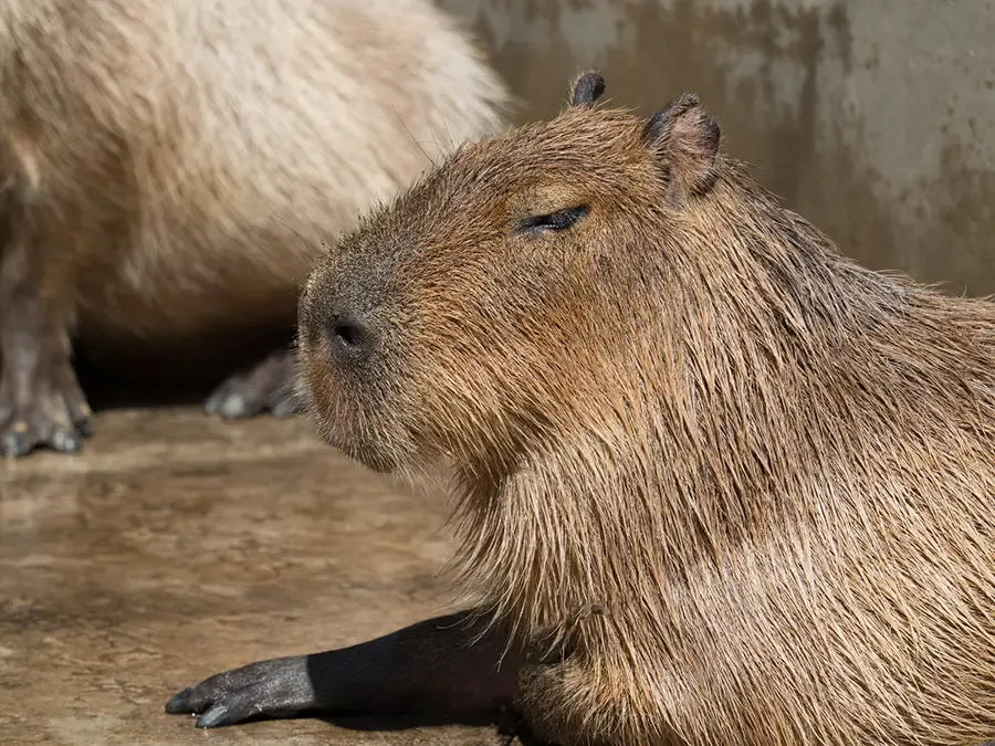 Are Capybaras Good Pets?