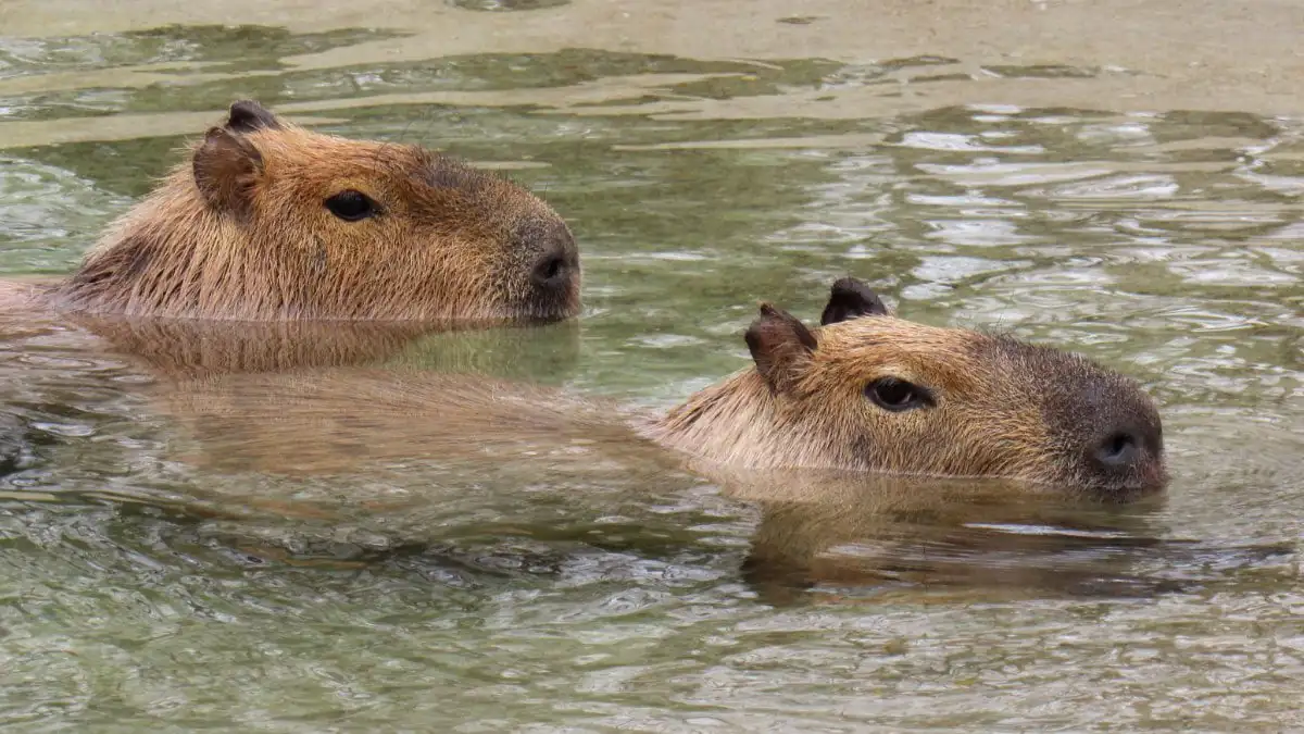 Are capybaras good swimmers?