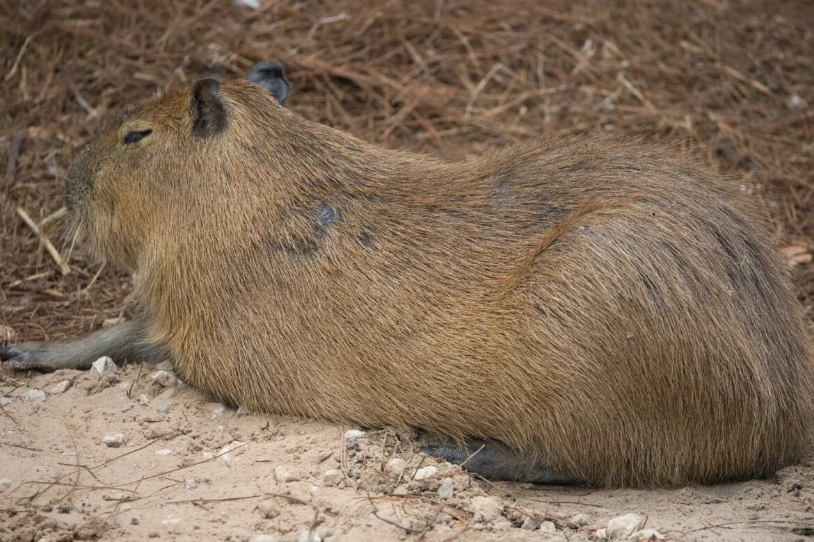 Average Lifespan of Capybaras