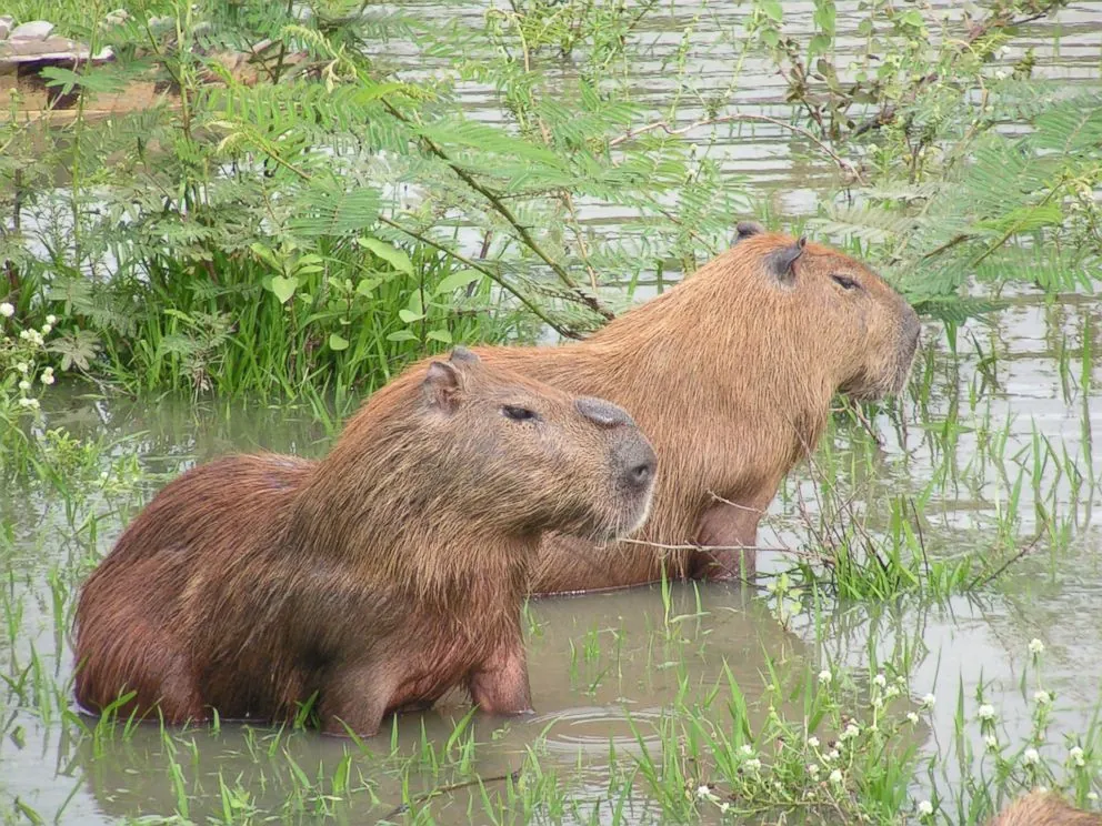 Beyond South America: Capybaras in Non-Native Regions