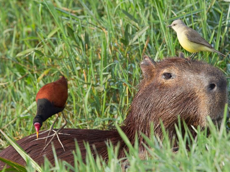 Birds Sit on Capybaras