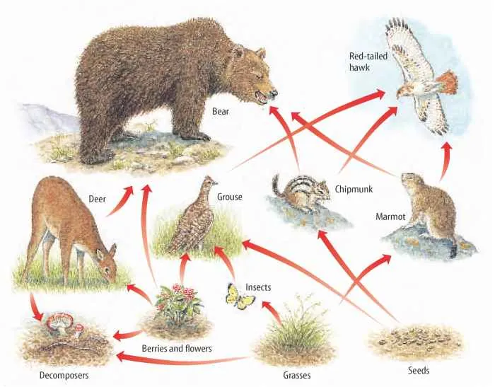 Breaking Down the Food Chain Basics