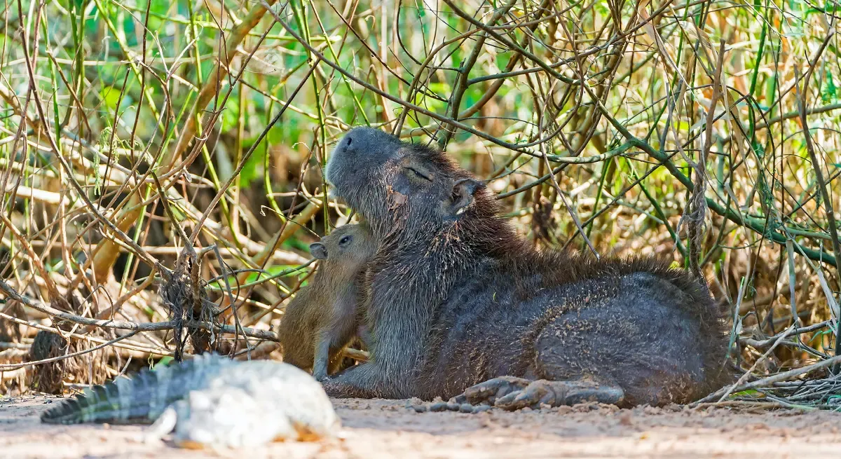 Building a Bond with Your Capybara