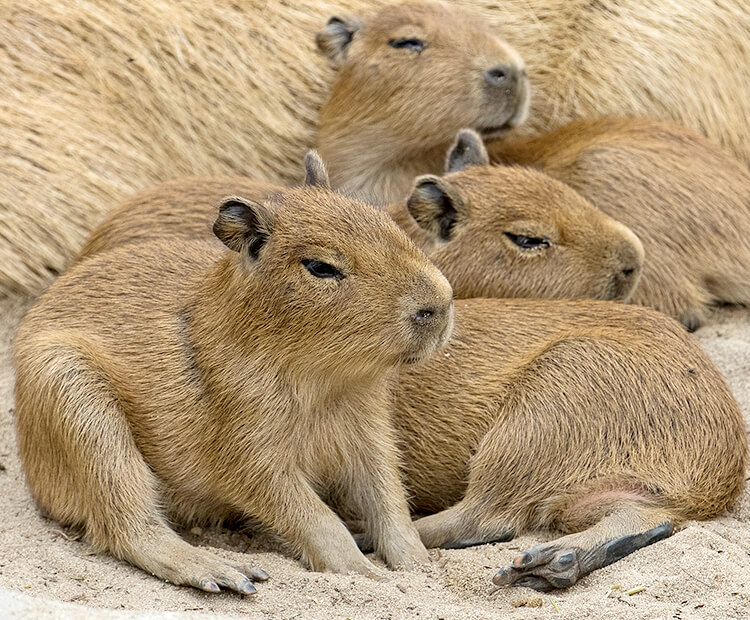 Burning Capybara Predator