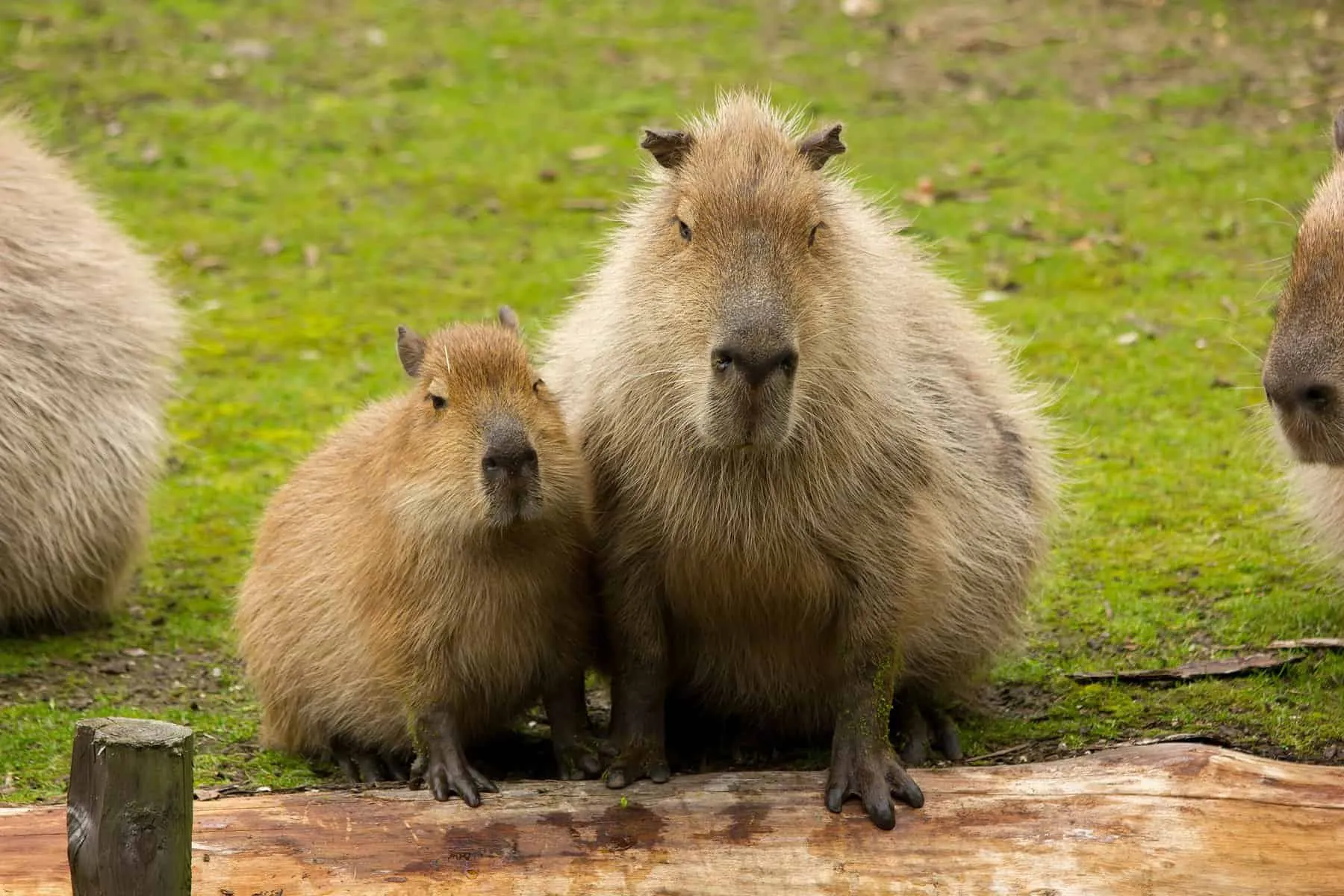 Can Capybaras Be Pets?