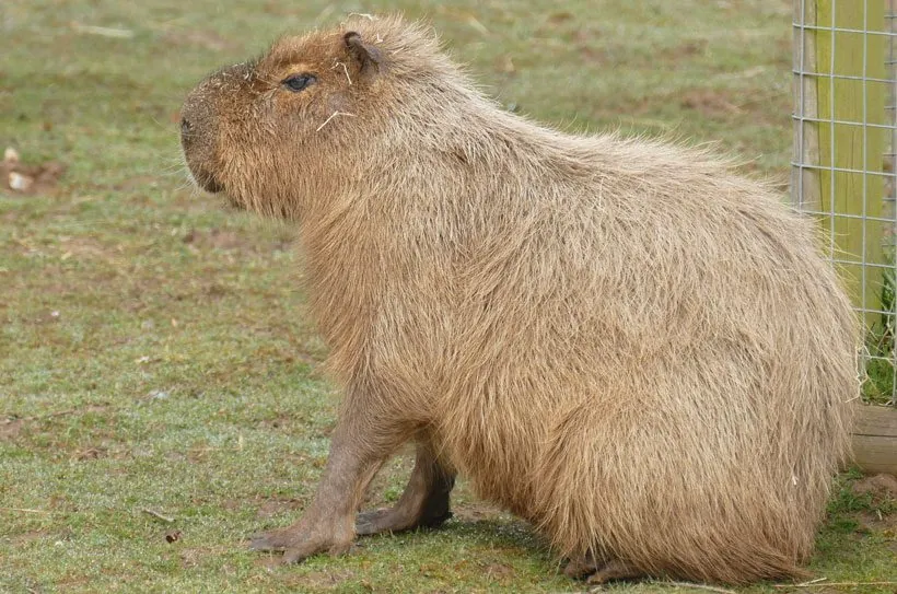 Can Capybaras Be Trained Not to Bite?