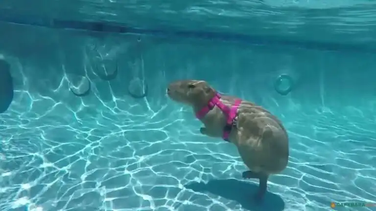 Can Capybaras Breathe Underwater?