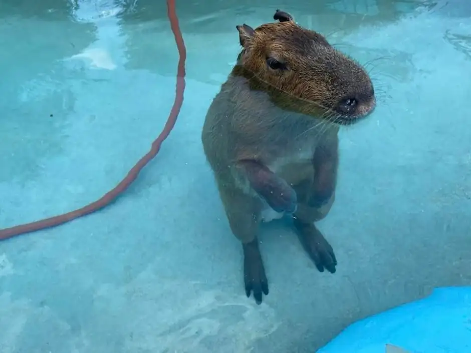 Can Capybaras Swim Underwater?