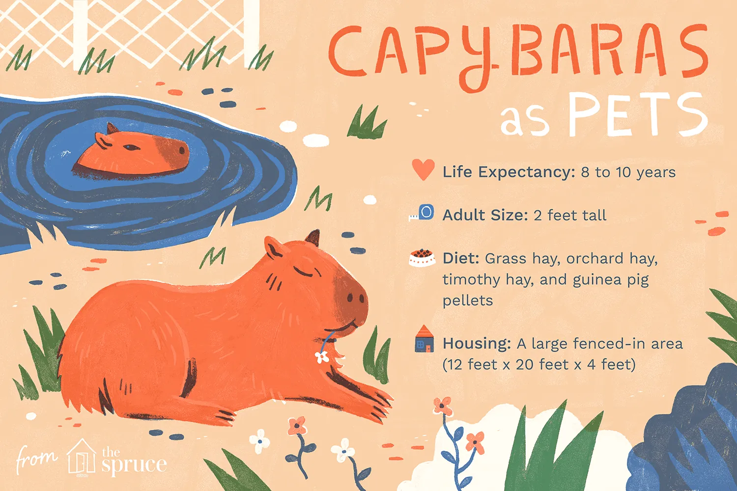 Can You Have a Capybara as a Pet?