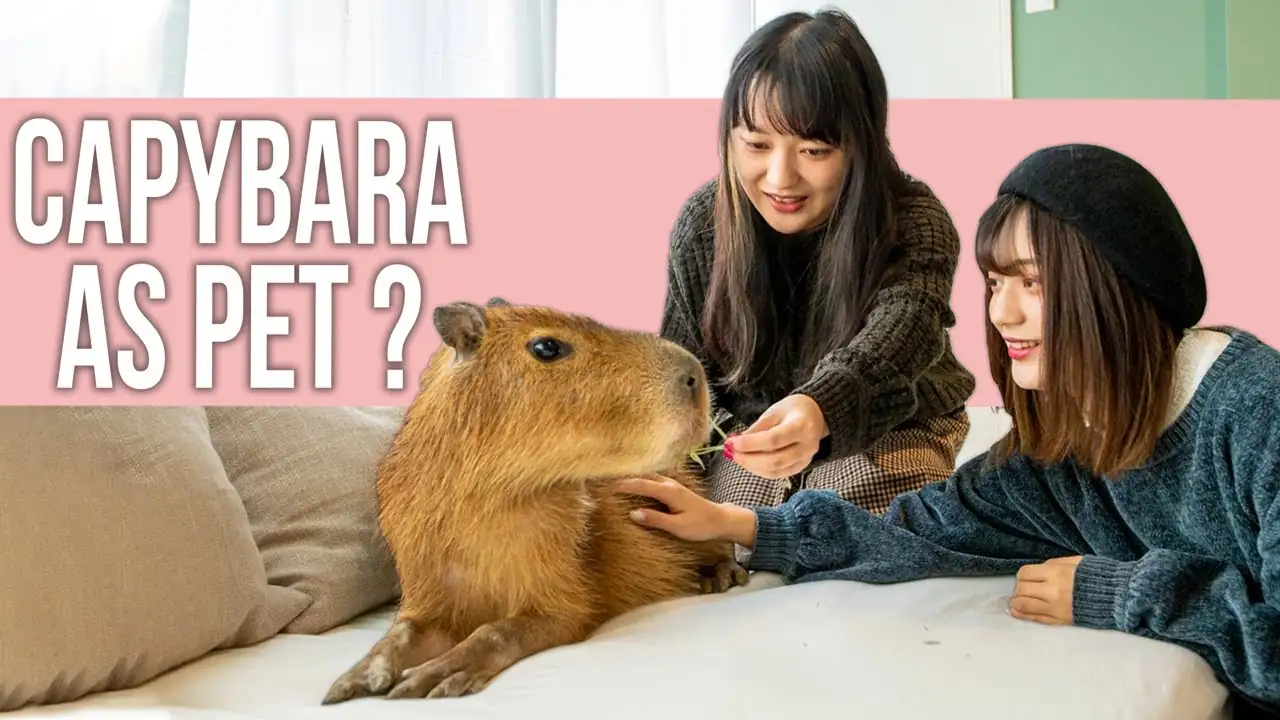 Can You Keep a Capybara as a Pet with Your Cat?