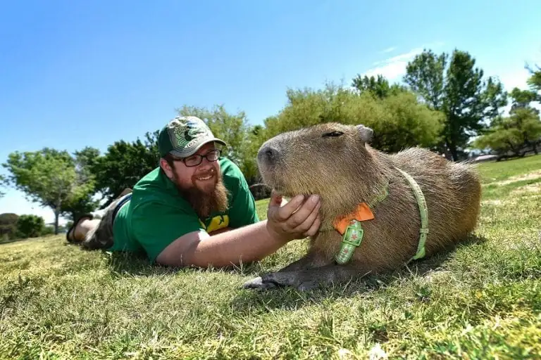 Can you keep a capybara as a pet?