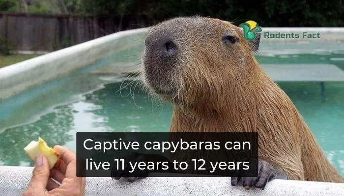 Captive Care: Ensuring Longevity