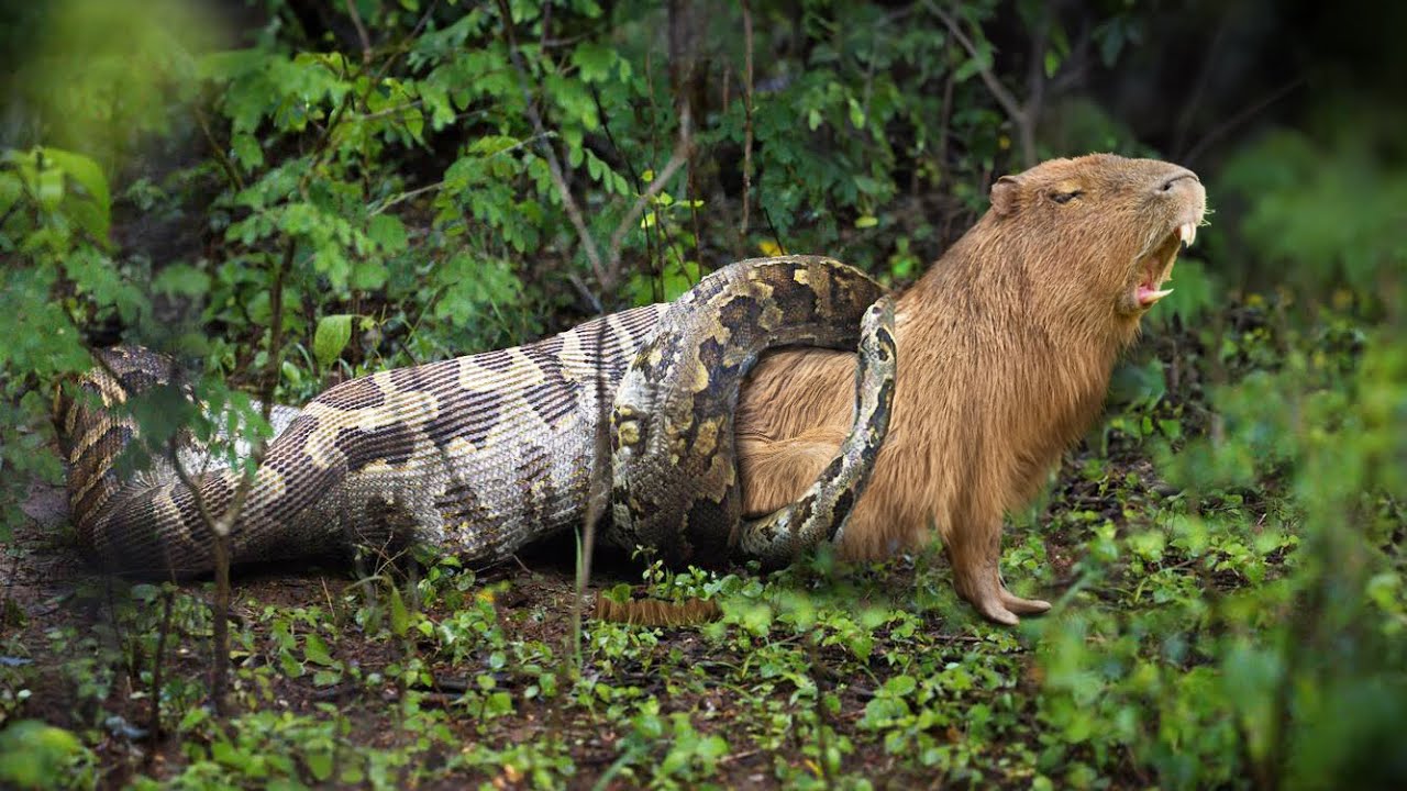 Capybara Anacondas