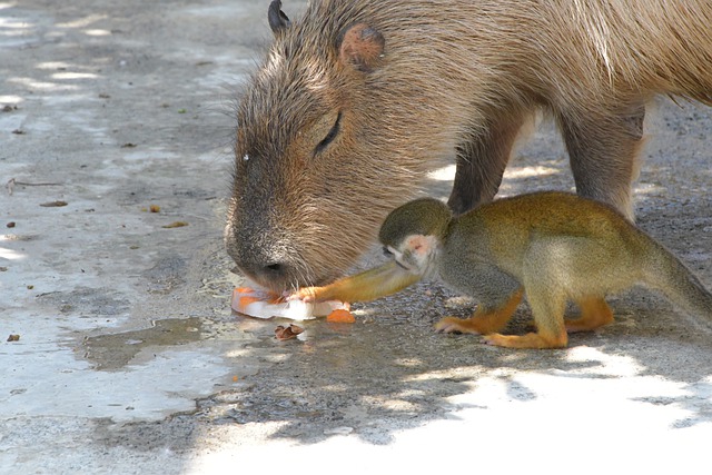 Capybara Diets