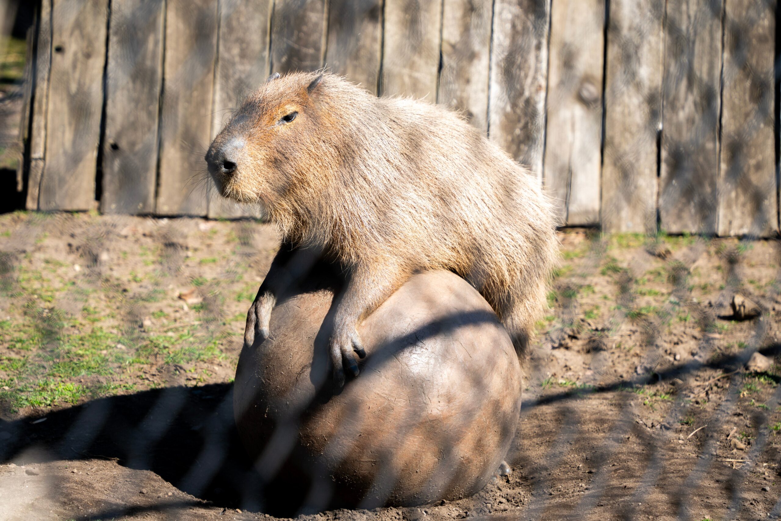 Capybara Poop