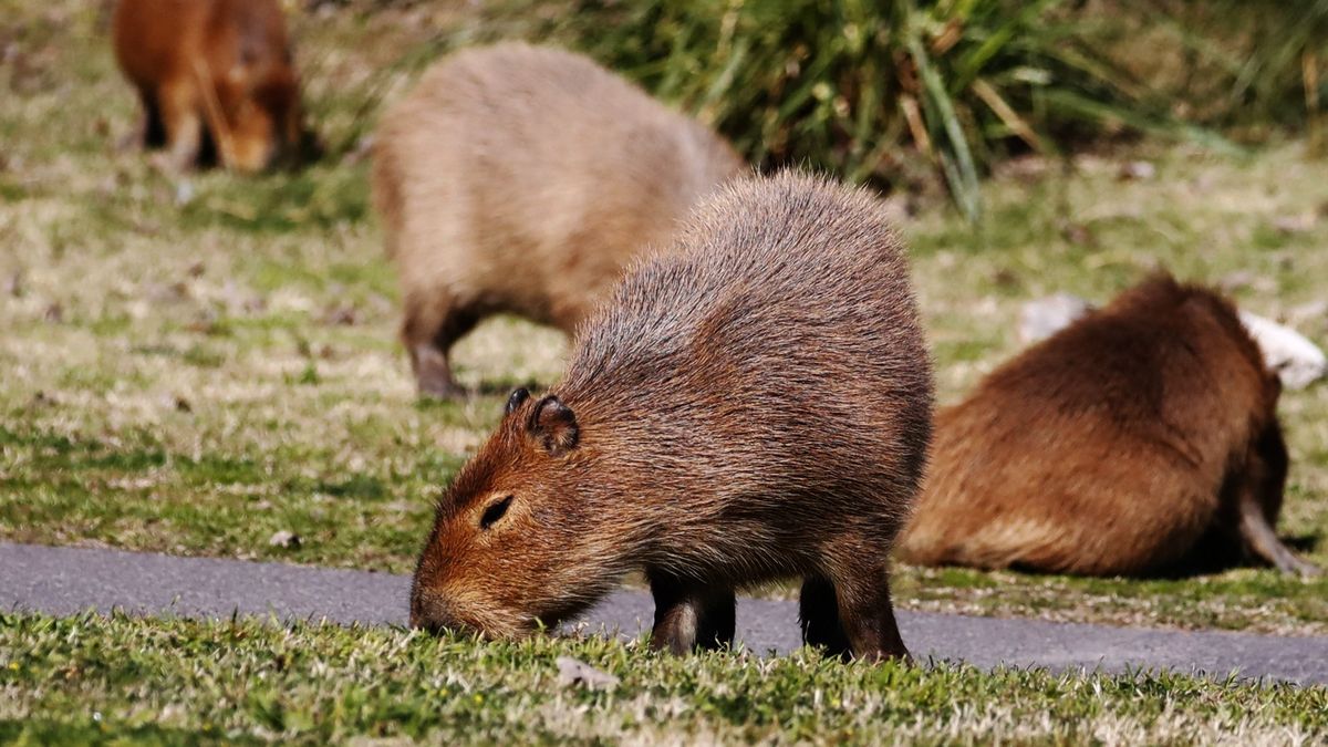 Capybara Poop and the Environment