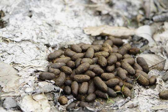 Capybara Poop