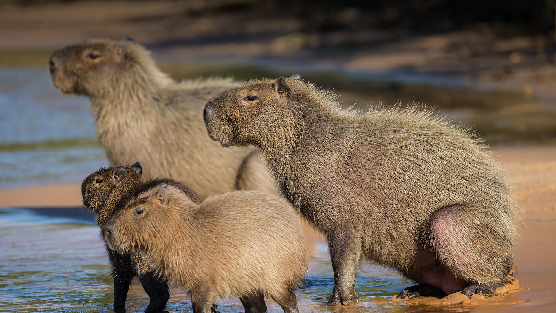 Capybara Predators